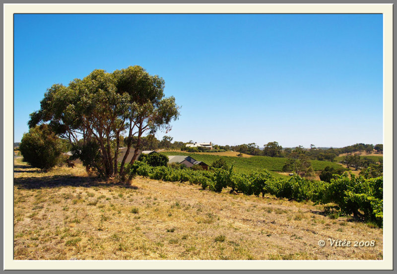 Wine Country - McLaren Vale Fleurieu Peninsula