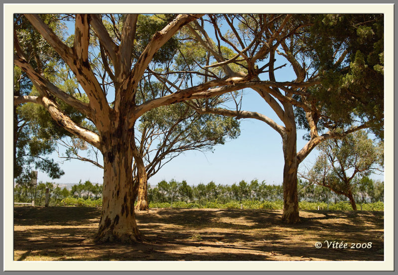 McLaren Vale - Wine Region I