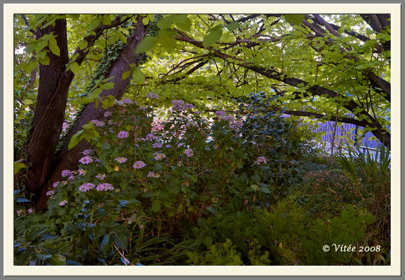 Evening Garden