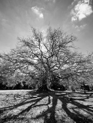 Red Oak