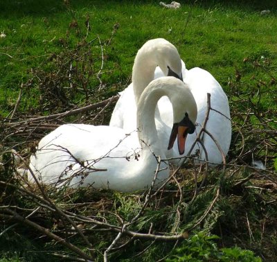 Nesting Swans.JPG