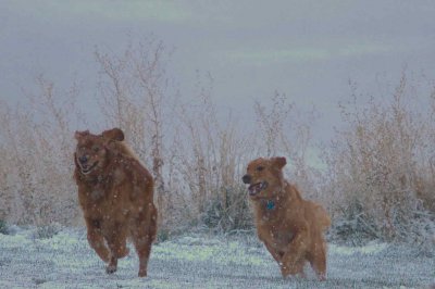 Goldens in the Snow
