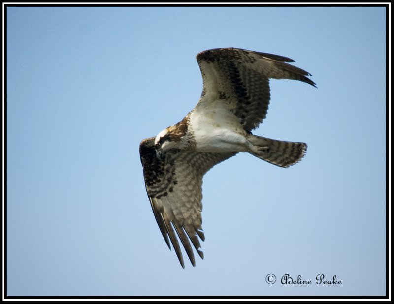 Osprey