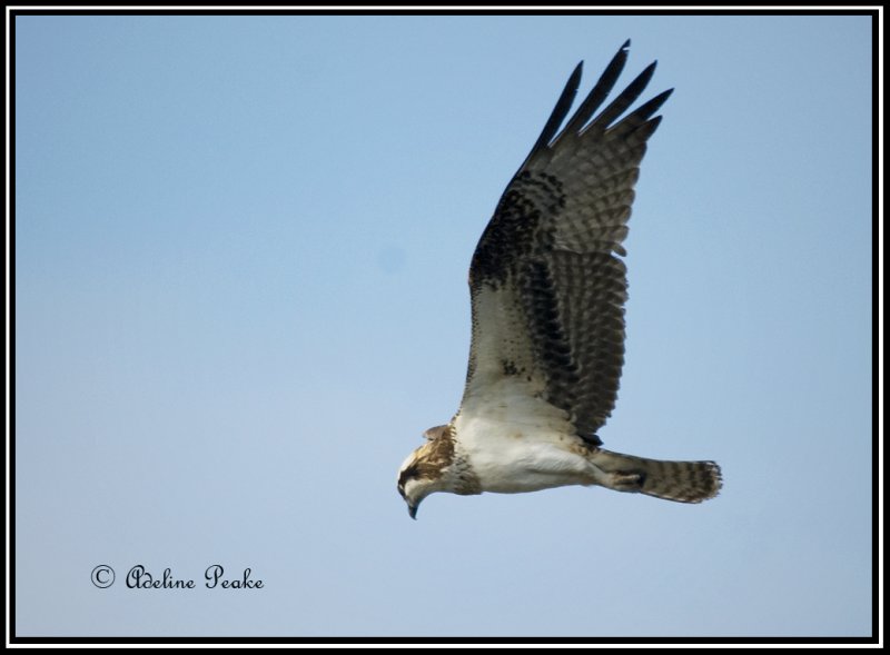 Osprey