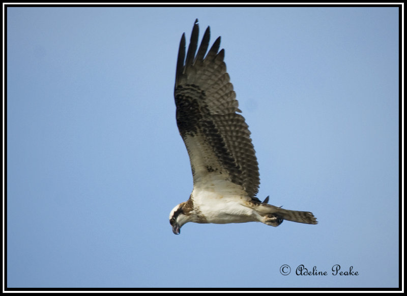Osprey