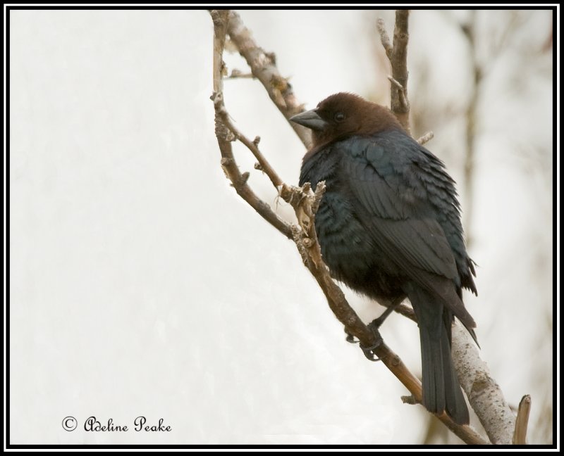 Brown-headed Cowbird