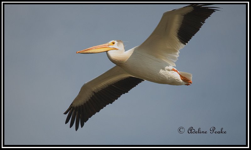 American White  Pelican
