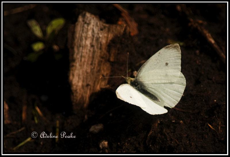 Cabbage White