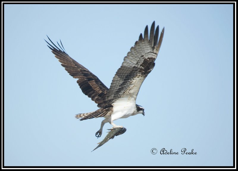 Osprey with catch of the day