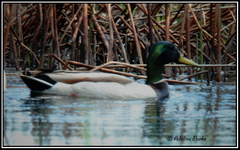Male Mallard