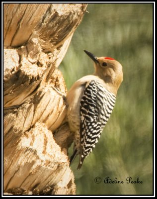 Gila Woodpecker