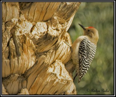 Gila Woodpecker