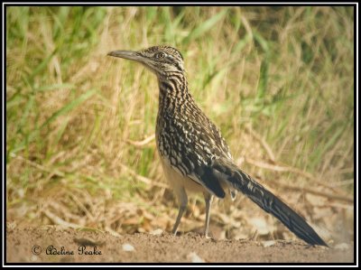 Greater Roadrunner