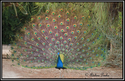 Male Peacock(in a shimmer)