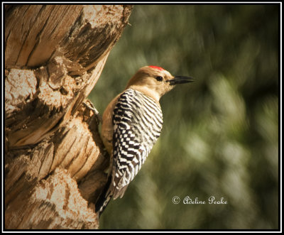 Gila Woodpecker