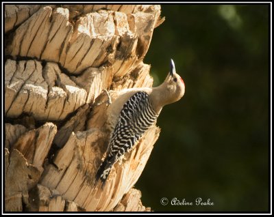 Gila Woodpecker