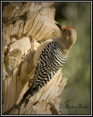 Gila Woodpecker