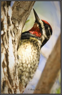 Yellow-bellied Sapsucker