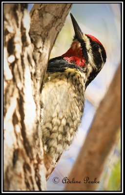 Yellow-bellied Sapsucker