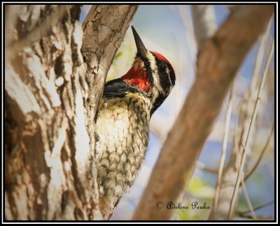 Yellow-bellied Sapsucker