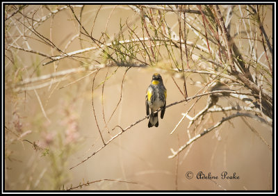 Yellow-Rumped:Myrtle/Audobon Cross Warbler
