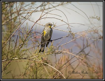 Yellow-Rumped:Myrtle/Audobon Cross Warbler