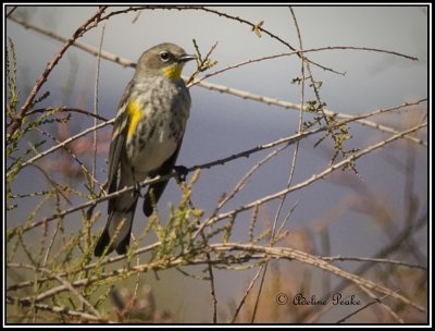 Yellow-Rumped:Myrtle/Audobon Cross Warbler
