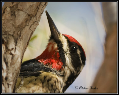 Yellow-bellied Sapsucker