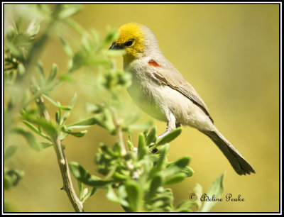 Verdin