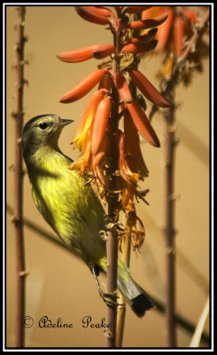 Orange-Crowned Warbler