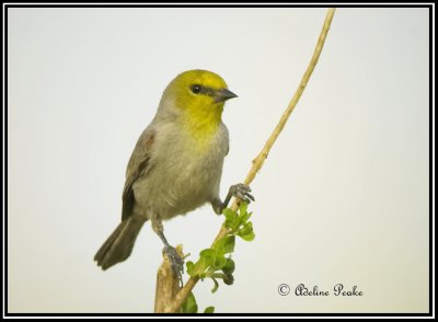 Verdin