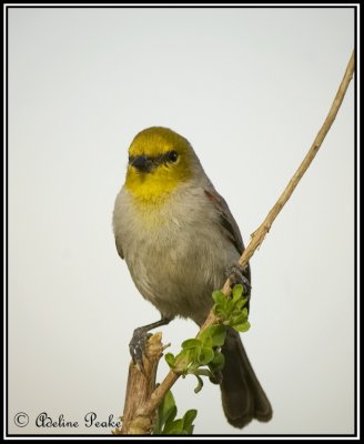 Verdin