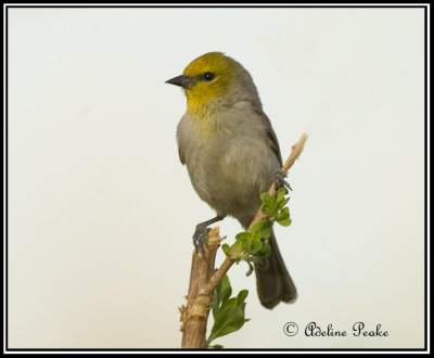 Verdin