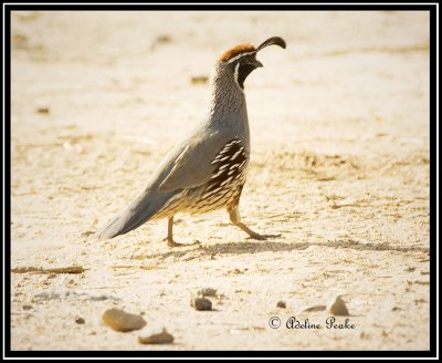 Gambel's Quail