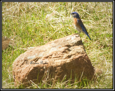 Western Bluebird