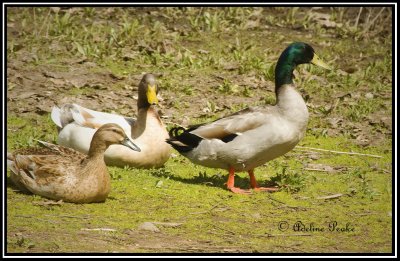2011-03-18A 413.jpg