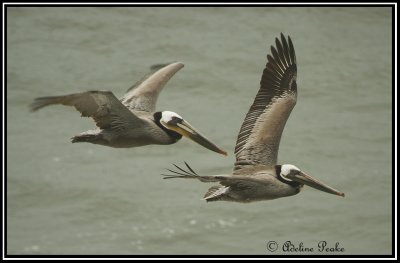 Brown Pelicans