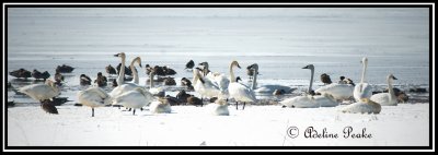 A Gaggle of Swans