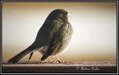 Dark-eyed Junco