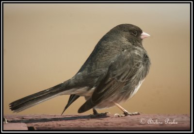 Dark-eyed Junco