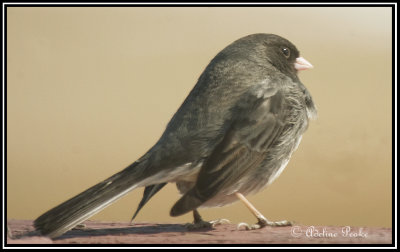 Dark-eyed Junco