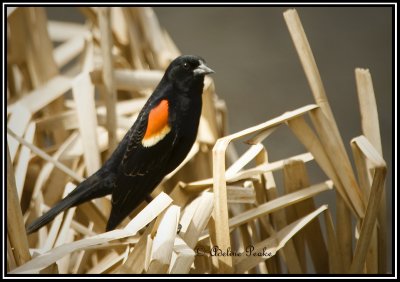 Tri-colored Blackbird