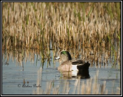 American Widgeon
