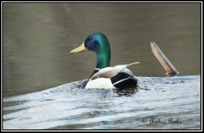 Male Mallard