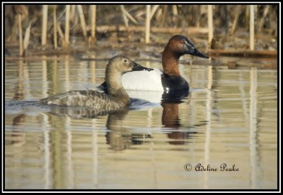 Northern Shoveler