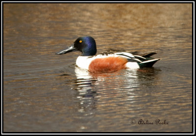 Northern Shoveler