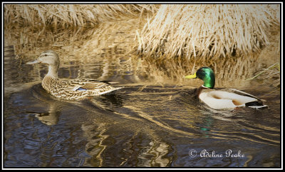 Pair  of Mallards