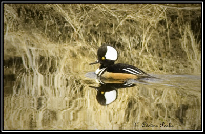 Hooded Merganzer