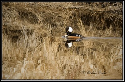 Hooded Merganzer