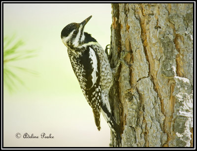 Juvenile Yellow-bellied Sapsucker